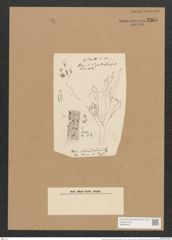 Schizonema chondroides (Kuetz.) Menegh. (de-Toni-Nr.: Genus 20, Species 1198) Zeichnungen Sammlung Grunow Nr. 2305 (NHMW-BOT-W0369427)